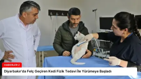 Diyarbakır’da Felç Geçiren Kedi Fizik Tedavi İle Yürümeye Başladı