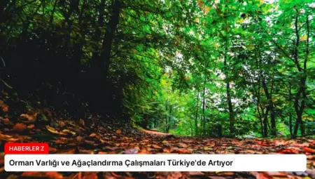 Orman Varlığı ve Ağaçlandırma Çalışmaları Türkiye’de Artıyor