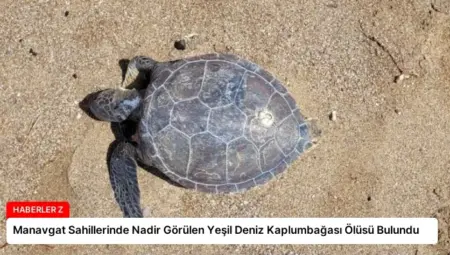 Manavgat Sahillerinde Nadir Görülen Yeşil Deniz Kaplumbağası Ölüsü Bulundu